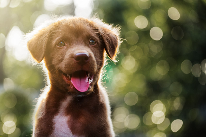 friendly dog; private dog training